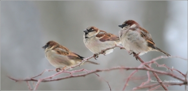 <p>VRABEC DOMÁCÍ (Passer domesticus) /House sparrow - Haussperling/</p>